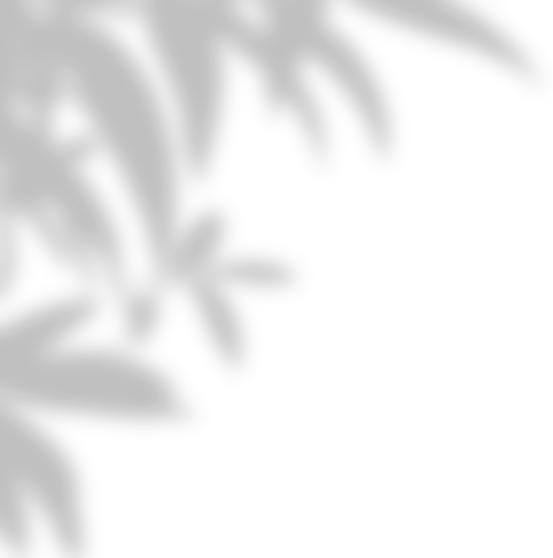 Leaves Shadow Illustration